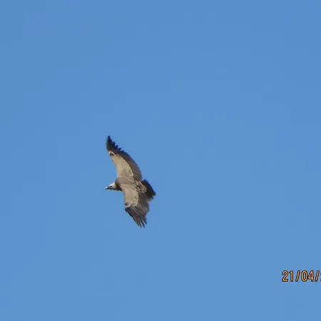 Sara - Apartament Cres